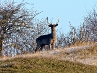 Damhirsch in Oranjezon